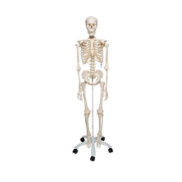 Anatomía - Esqueleto humano