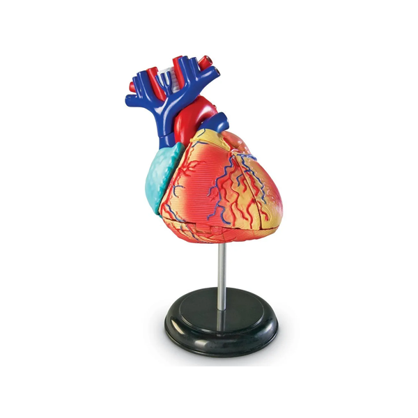Model d'anatomia: el cor