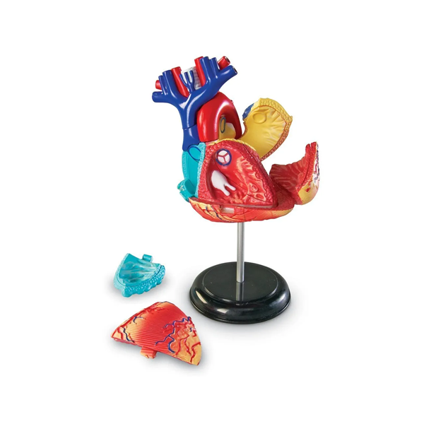 Model d'anatomia: el cor