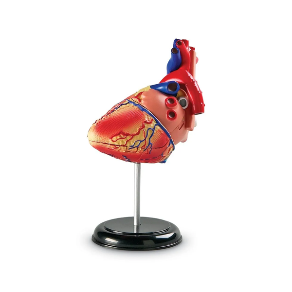 Model d'anatomia: el cor