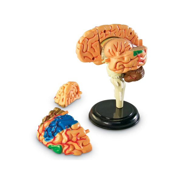 Model d'anatomia: el cervell