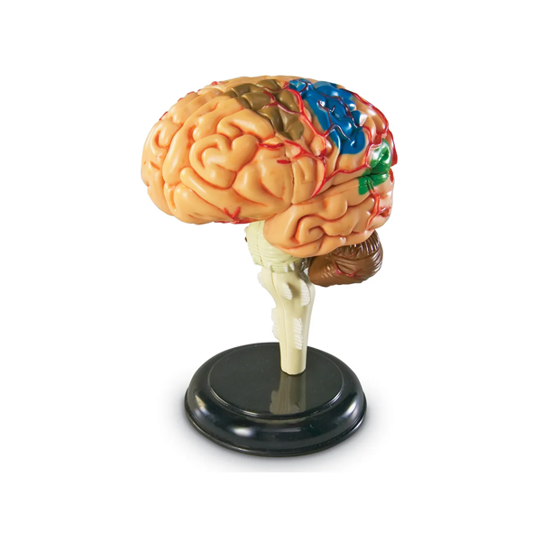 Model d'anatomia: el cervell