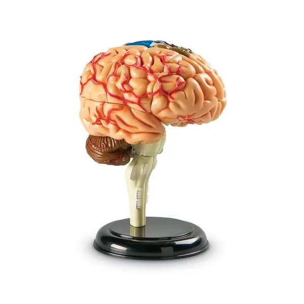 Model d'anatomia: el cervell